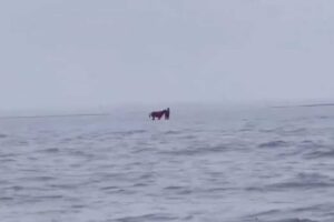 rescate caballos inundaci&oacute;n Brasil