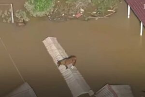 rescate caramelo caballo inundaciones Brasil