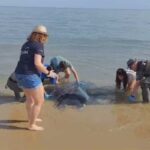 Momento &uacute;nico: una manta marina varada en Calafell da a luz mientras la rescatan