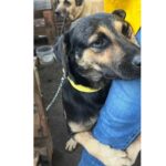 Video: un perrito se aferra a la pierna de la rescatista que lo salvó