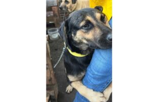 rescates de animales inundaciones Brasil