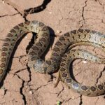 serpiente de herradura Ibiza