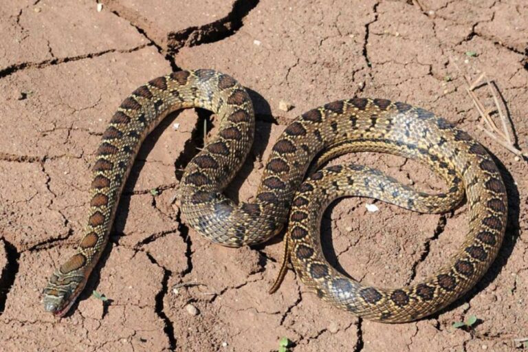 serpiente de herradura Ibiza