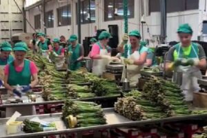 trabajadoras de f&aacute;brica cantando