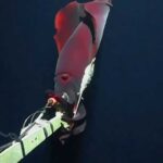Captan en video a un calamar gigante, animal con bioluminiscencia y rara vez visto en su hábitat natural