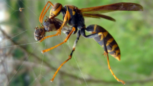 Avispa asiatica asesina.