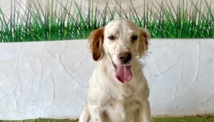 Larri, uno de los perros abandonados en Sant Josep.
