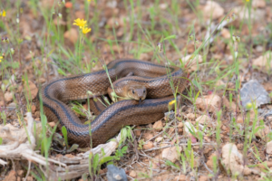 Serpientes en Ibiza3