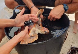 Tortugas en Ibiza.
