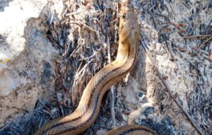 Serpiente encontrada en Ibiza.