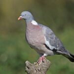Palomas torcaces.