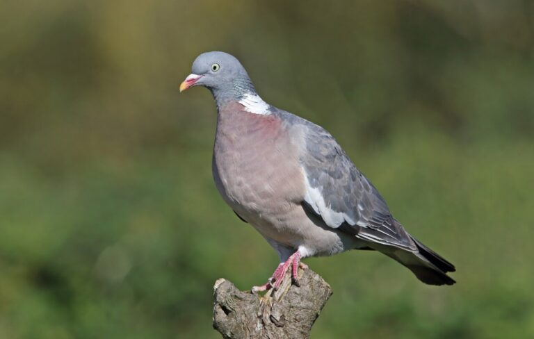 Palomas torcaces.