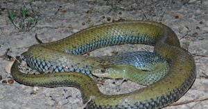 Culebra bastarda