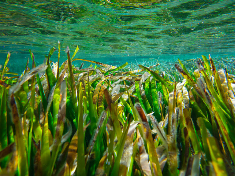 Formentera Posidonia.