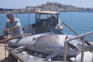 Ibiza at&uacute;n 300 kilos