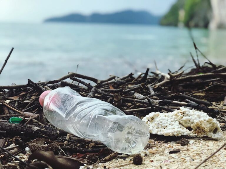 O Beach Ibiza y Sant Antoni harán una jornada de limpieza.