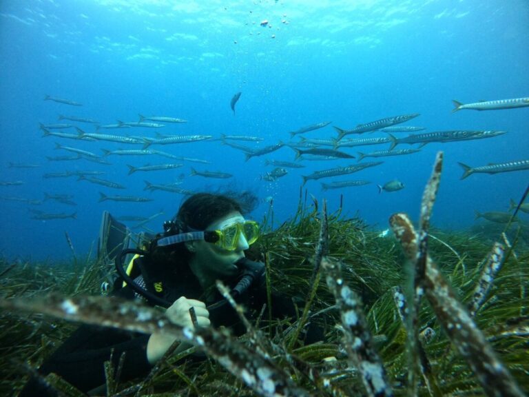 LG y Vellmarí de Formentera impulsan un vivero de posidonia y regeneración de praderas en Pitiusas