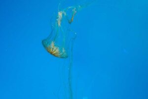 medusas ibiza playas espa&ntilde;a