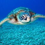 Qué hacer si encuentras una tortuga marina en Ibiza u otras playas de España