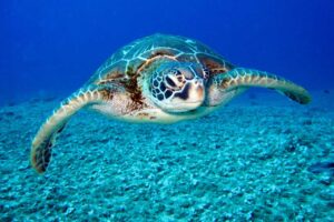 tortuga playa Ibiza Espa&ntilde;a