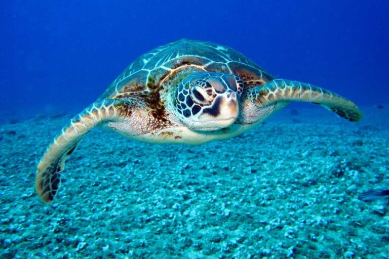 tortuga playa Ibiza España