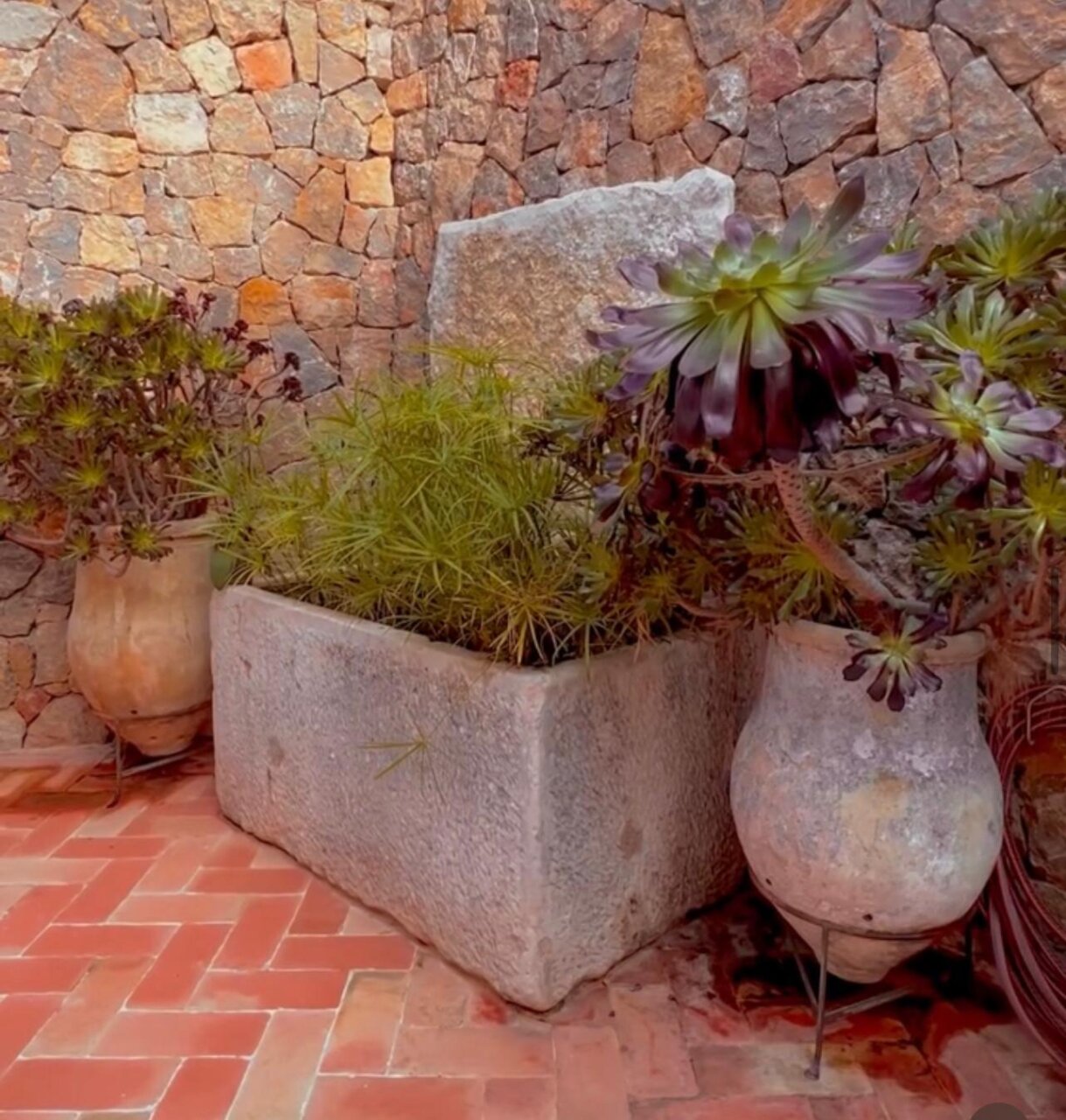 En las tinajas vemos las Aeunium y en la fuente vemos unos Papiros En las tinajas vemos las Aeunium y en la fuente vemos unos Papiros