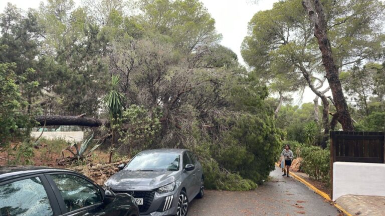 Árbol caído en Cala Vedella.