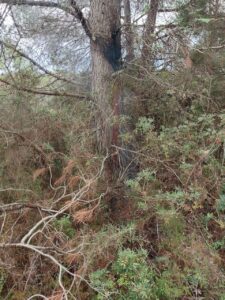 Árbol incendiado en Santa Gertrudis.