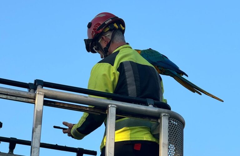 Bombero con el Guacamayo al hombro.