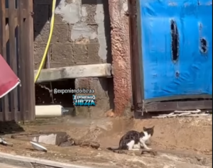 Gato maltratado.