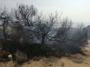 Incendio en Formentera.