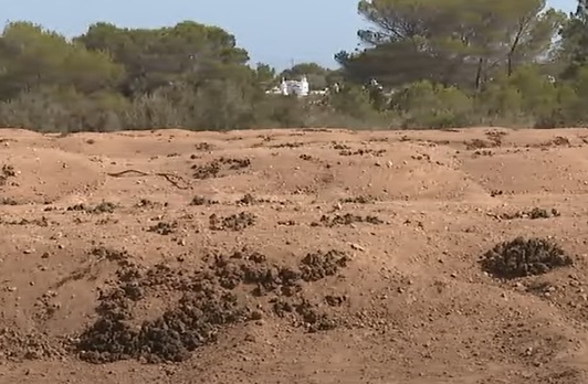 Lodos en Formentera. Foto IB3.