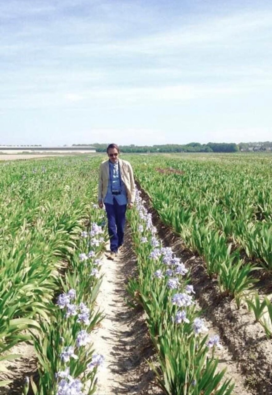Masedo camina entre plantaciones de Iris Germánica Masedo camina entre plantaciones de Iris Germánica