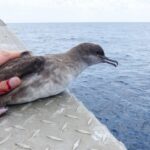 Una pardela balear establece récord de profundidad en Formentera