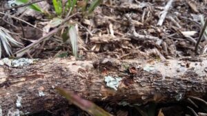 Plaga de escolitinos en Ibiza.