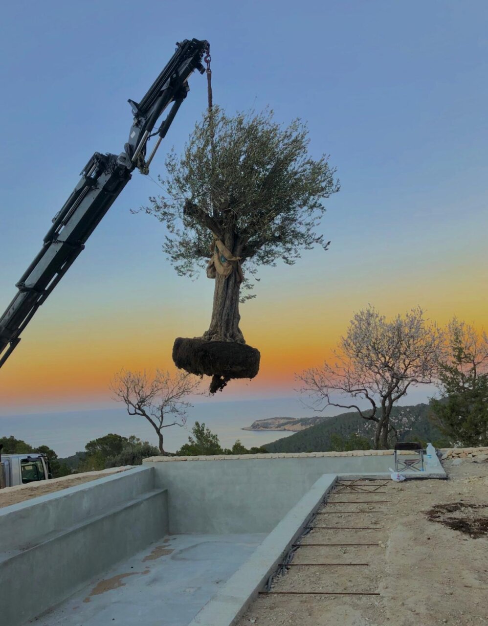 Un Olea Uropea volando a su destino final. Un Olea Uropea volando a su destino final.