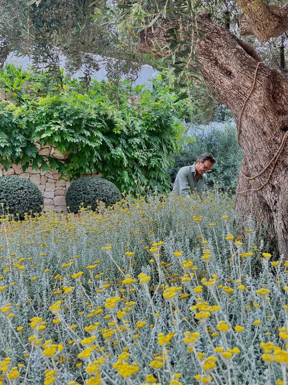 Vemos a msedo trabajando detrás de una Helichrysum Cymosum Vemos a msedo trabajando detrás de una Helichrysum Cymosum