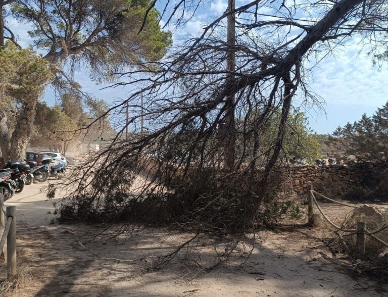 Caída de una rama en Formentera.