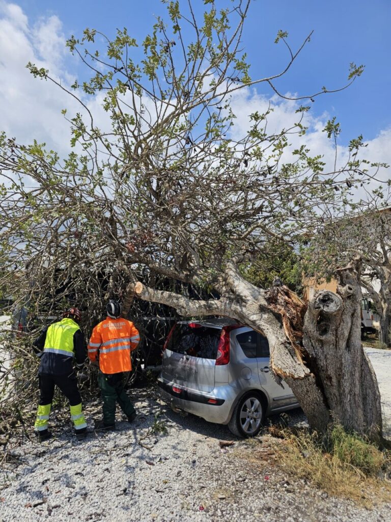 arbol caído en ibiza