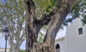 Acacia podrida en Jes&uacute;s.