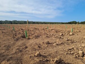 Plantaci&oacute;n de higueras en Can Marroig, Formentera