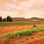 Fundraising to create a pioneering agroforestry school in Ibiza