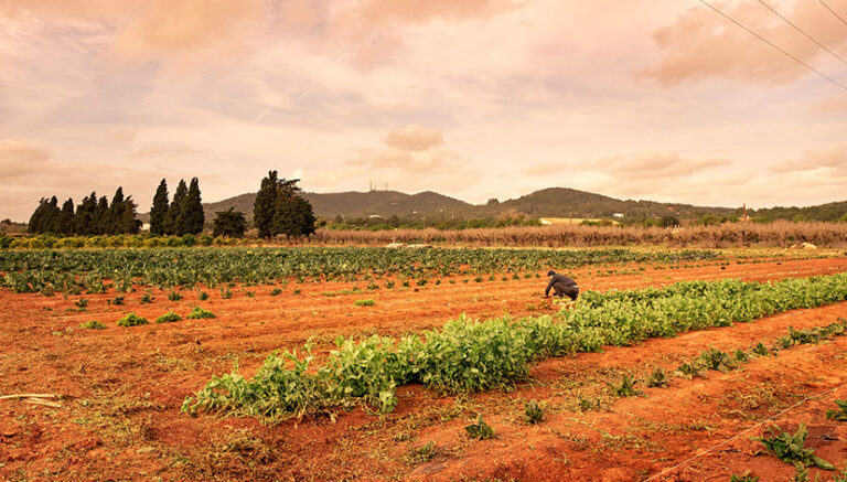 agricultura ecológica en Ibiza.