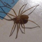Fiddler killer spider in Ibiza: how to recognize it and what to do if bitten