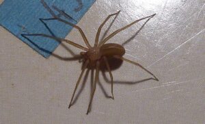 Loxosceles rufescens o ara&ntilde;a violinista: un nuevo caso en Ibiza. (Foto: Wikicommons)