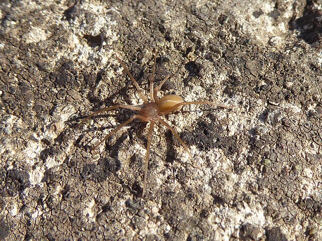 Loxosceles rufescens or fiddler spider: a new case in Ibiza (Photo: Wikicommons).