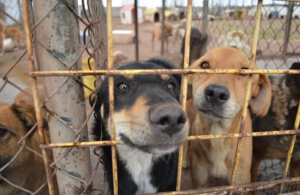 Perros en adopci&oacute;n.