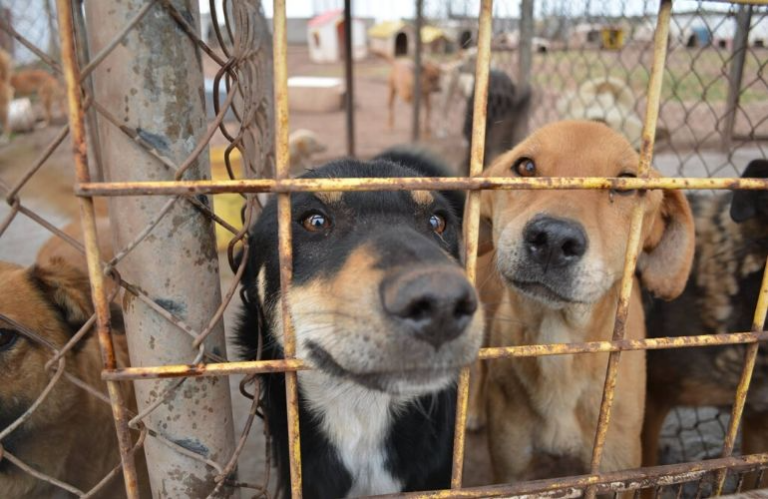 Perros en adopción.