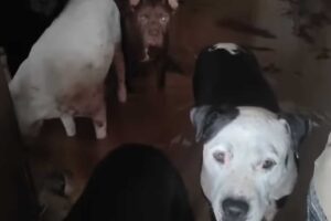 dana valencia animales
