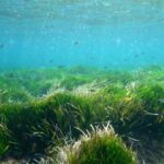 Contaminación fecal: la calidad del agua en las playas de Ibiza cae al peor nivel del archipiélago